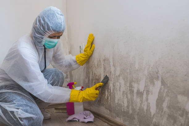 Best Post-Construction Mold Inspection  in Heartland, TX