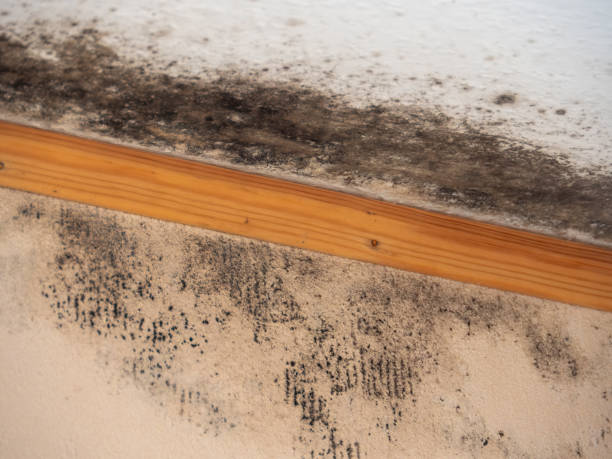 Best Biohazard Mold Removal  in Heartland, TX