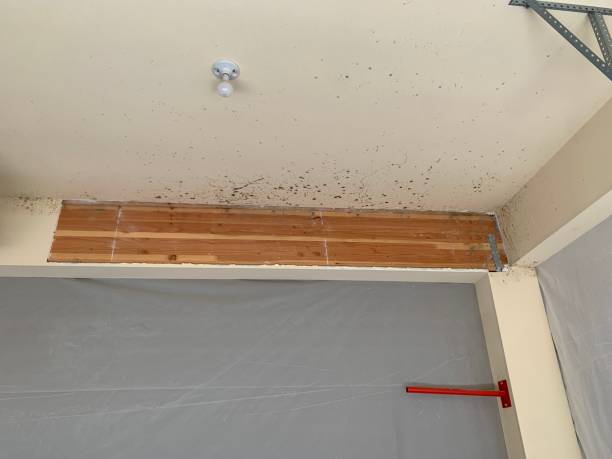 Best Water Damage & Mold Remediation  in Heartland, TX