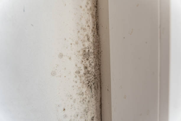 Best Post-Remediation Verification Testing  in Heartland, TX