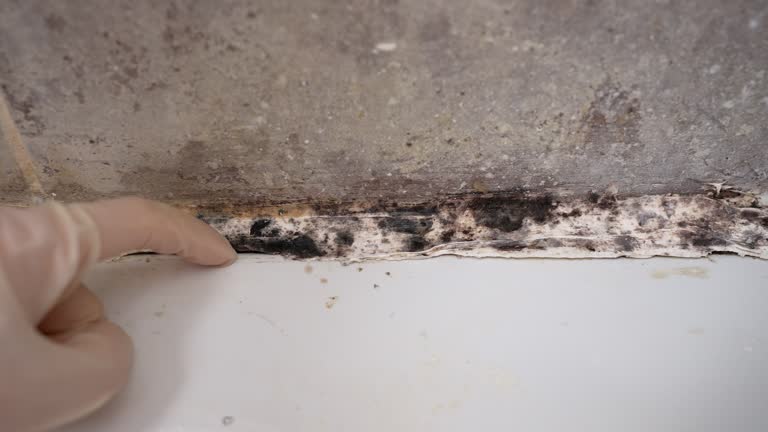 Best Real Estate Mold Inspection  in Heartland, TX