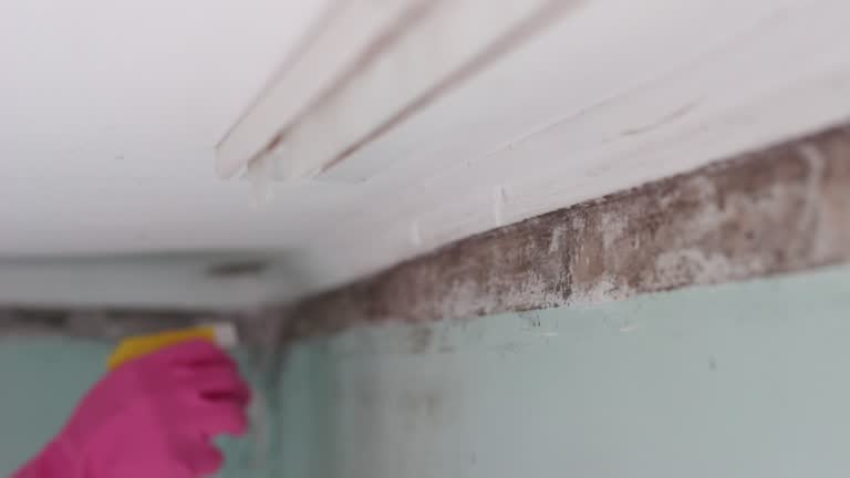 Best Commercial Mold Inspection  in Heartland, TX